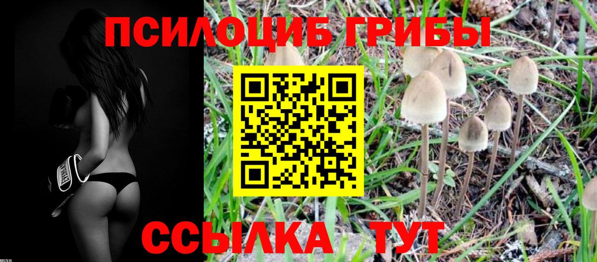 Коряжма  Псилоцибиновые грибы Cubensis  Вход с VPN 
